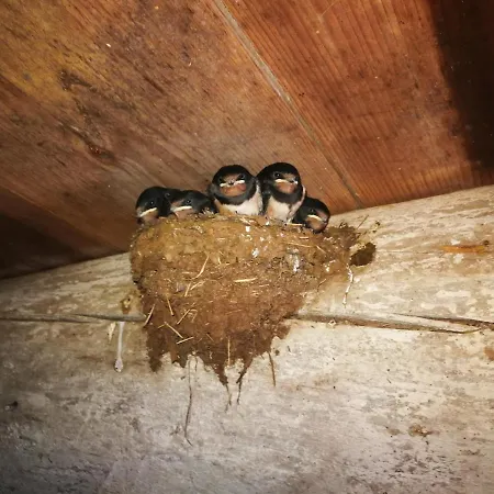 Ferme traditionnelle *